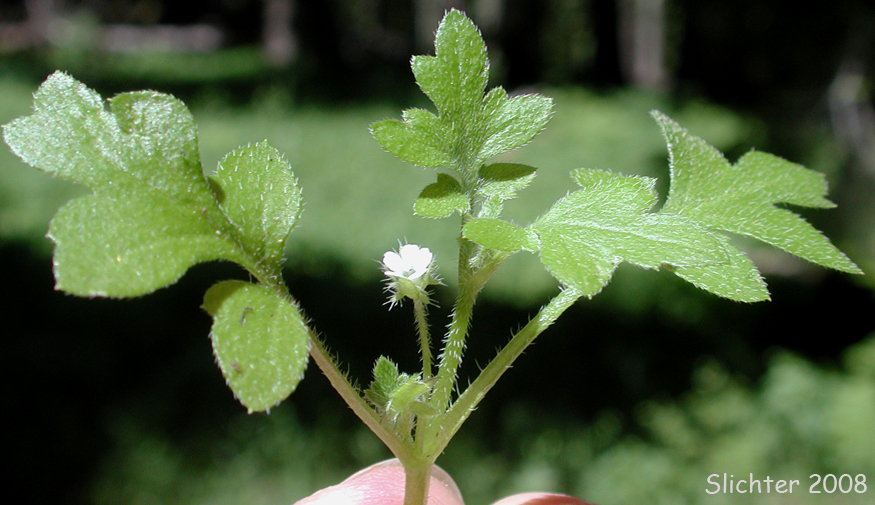 Woods Nemophila: Nemophila parviflora var. parviflora