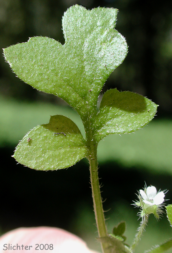 Leaf and flower of Woods Nemophila: Nemophila parviflora var. parviflora