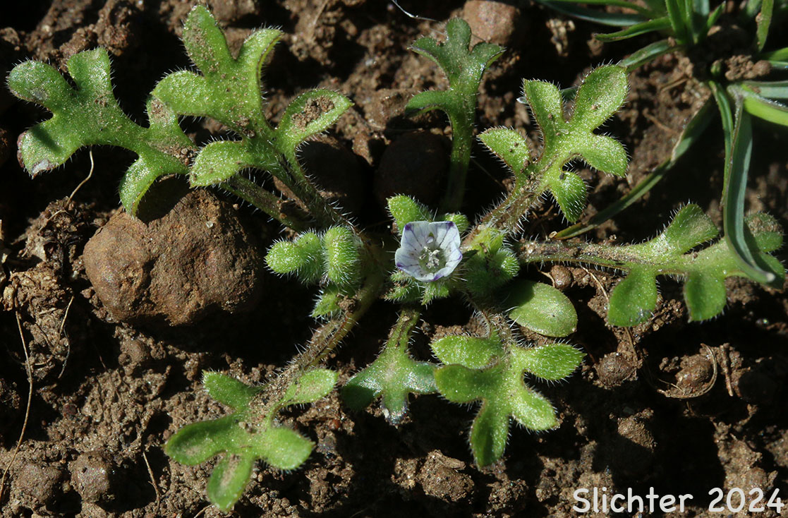 Little-foot Nemophila, Meadow Baby-blue-eyes, Meadow Nemophila, Spreading Nemophila: Nemophila pedunculata (Synonym: Viticella pedunculata)