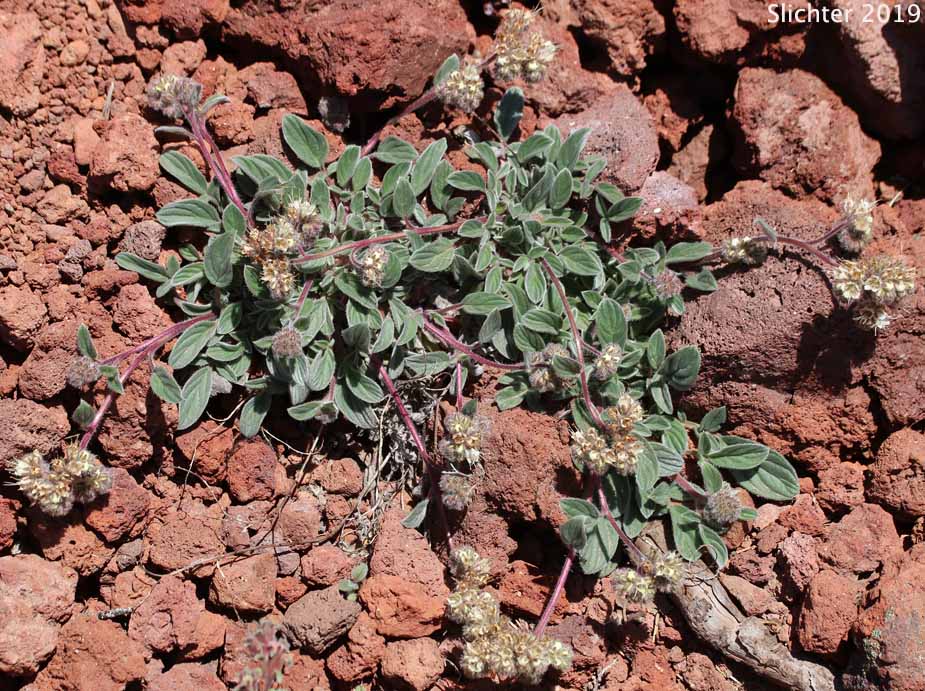 Compact Phacelia, Silverleaf Phacelia, Silver-leaf Phacelia, Timberline Phacelia, Whiteleaf Phacelia: Phacelia hastata var. compacta (Synonyms: Phacelia frigida, Phacelia frigida ssp. frigida, Phacelia hastata var. dasyphylla, Phacelia nemoralis var. frigida)