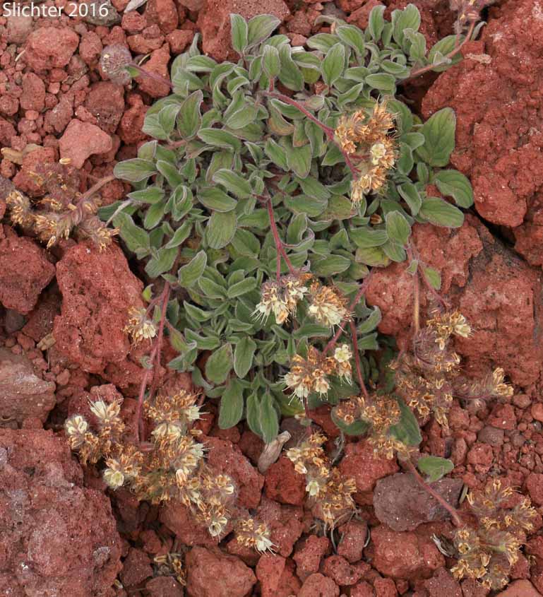 Compact Phacelia, Silverleaf Phacelia, Silver-leaf Phacelia, Timberline Phacelia, Whiteleaf Phacelia: Phacelia hastata var. compacta (Synonyms: Phacelia frigida, Phacelia frigida ssp. frigida, Phacelia hastata var. dasyphylla, Phacelia nemoralis var. frigida)