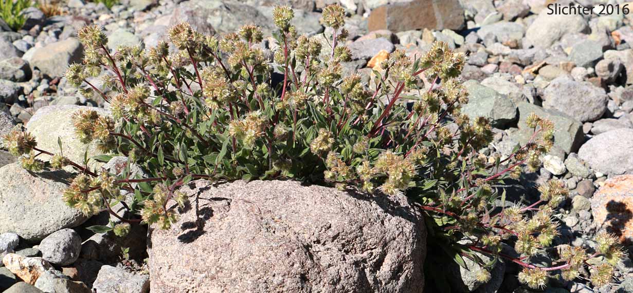 Compact Phacelia, Silverleaf Phacelia, Silver-leaf Phacelia, Timberline Phacelia, Whiteleaf Phacelia: Phacelia hastata var. compacta (Synonyms: Phacelia frigida, Phacelia frigida ssp. frigida, Phacelia hastata var. dasyphylla, Phacelia nemoralis var. frigida)
