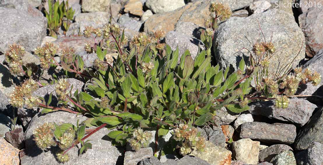 Compact Phacelia, Silverleaf Phacelia, Silver-leaf Phacelia, Timberline Phacelia, Whiteleaf Phacelia: Phacelia hastata var. compacta (Synonyms: Phacelia frigida, Phacelia frigida ssp. frigida, Phacelia hastata var. dasyphylla, Phacelia nemoralis var. frigida)
