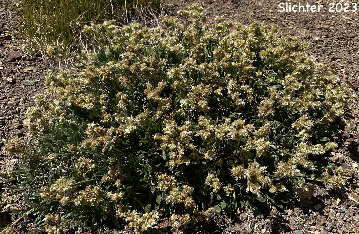 Compact Phacelia, Silverleaf Phacelia, Silver-leaf Phacelia, Timberline Phacelia, Whiteleaf Phacelia: Phacelia hastata var. compacta (Synonyms: Phacelia frigida, Phacelia hastata ssp. frigida, Phacelia hastata var. dasyphylla, Phacelia magelanica, Phacelia nemoralis var. frigida)