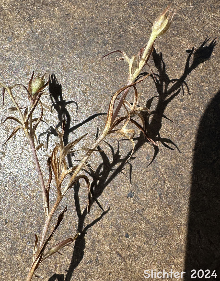 Dwarf Scorpion-weed, Least Phacelia, Small Phacelia: Phacelia minutissima going to seed.