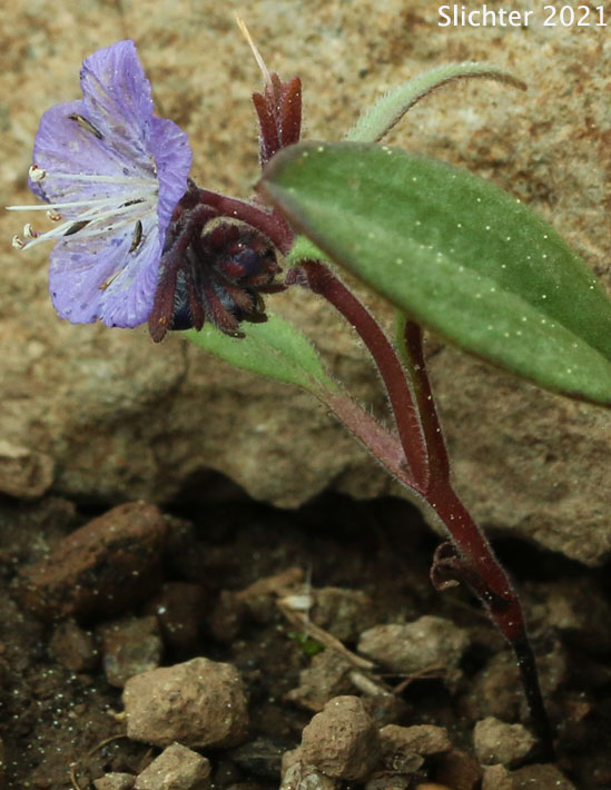 Peck's Phacelia: Phacelia peckii