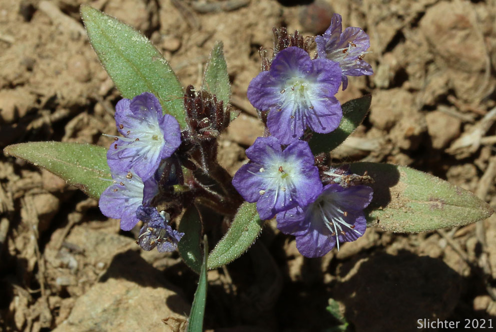 Peck's Phacelia: Phacelia peckii
