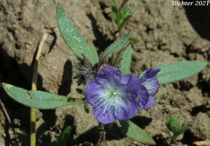 Peck's Phacelia: Phacelia peckii