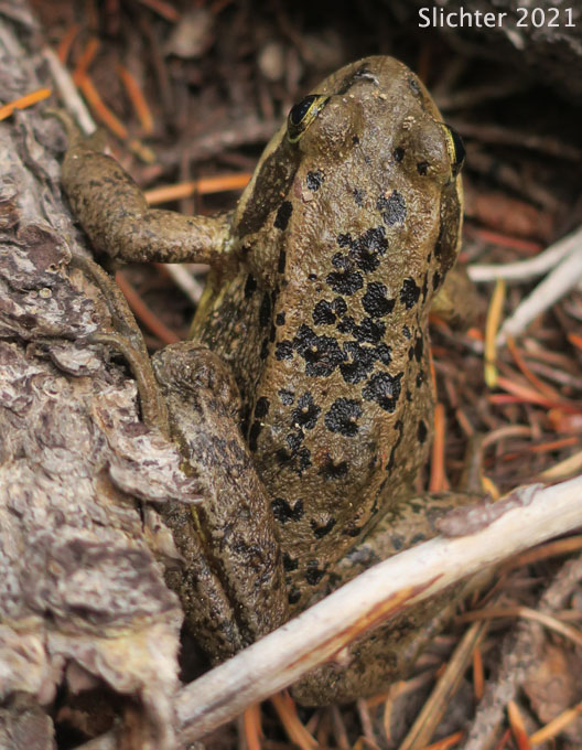 Cascade Frog: Rana cascadae