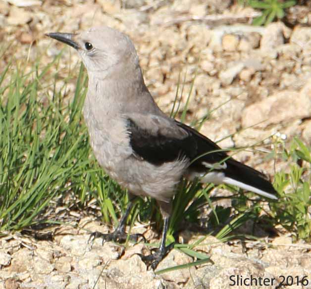 Clark's Nutcracker: Nucifraga columbiana