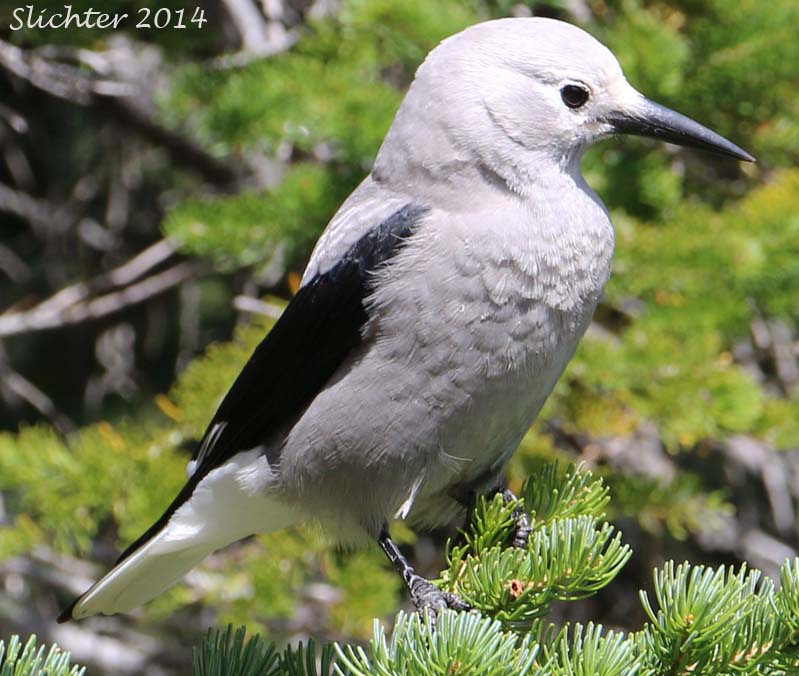 Clark's Nutcracker: Nucifraga columbiana