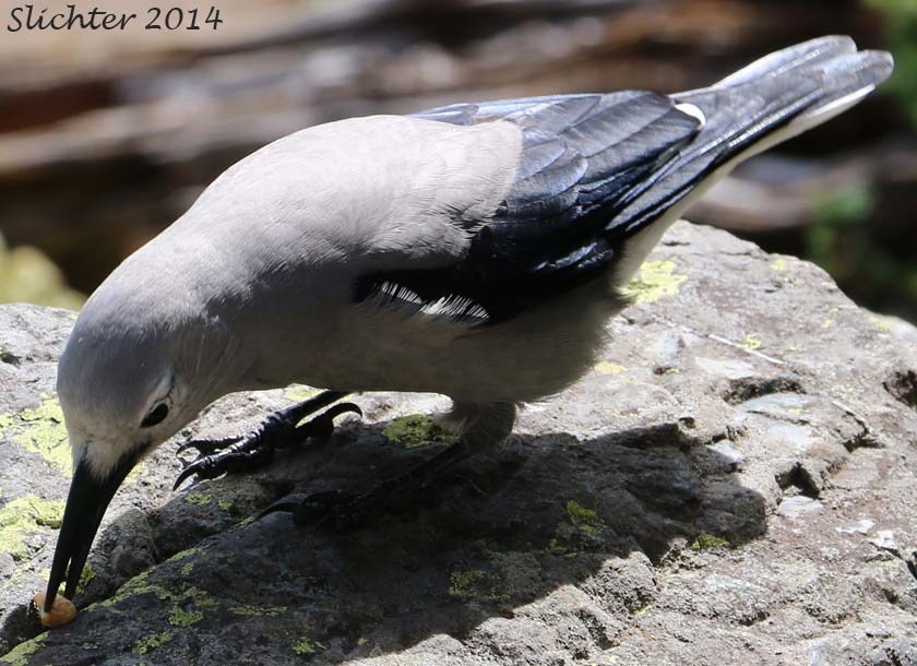 Clark's Nutcracker: Nucifraga columbiana