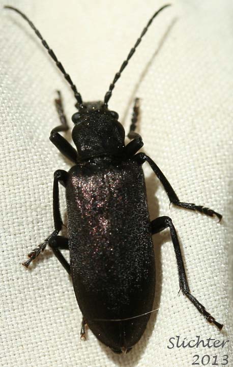 Unidentified Cascade Mountains Beetle #8