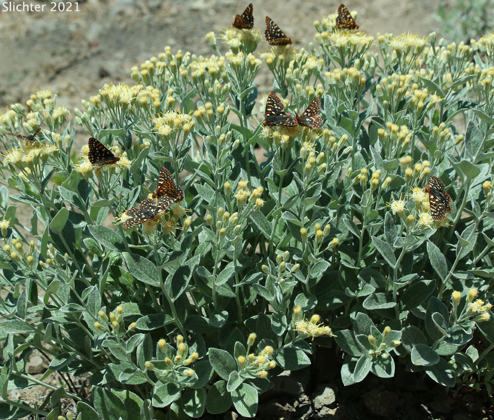Snowberry Checkerspot, Colon Checkerspot, Chalcedona Checkerspot, Variable Checkerspot: Epuphydrys colon