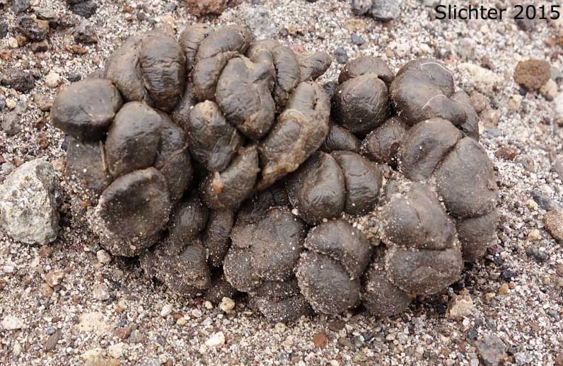 Fecal material of Mountain Goats: Oreamnos americanus