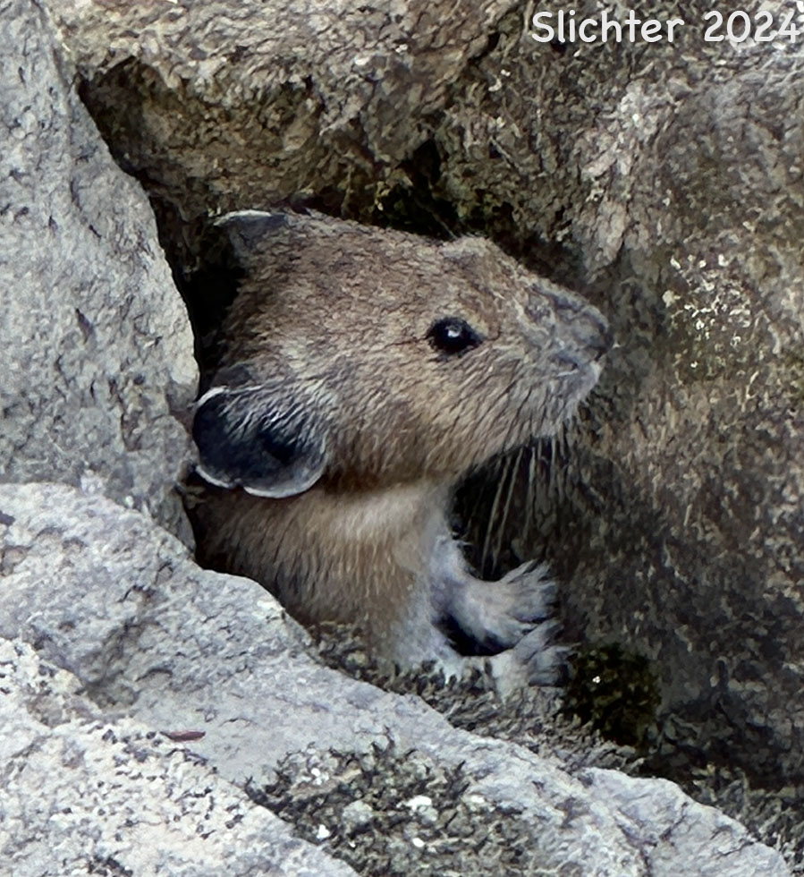 American Pika, Coney, Pika: Ochotona princeps