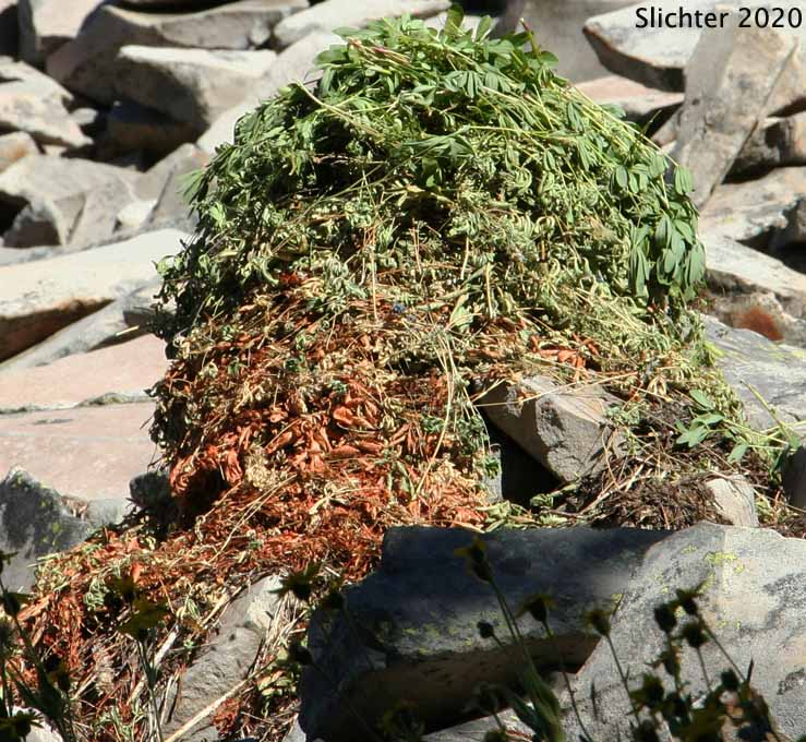 Hay pile of American Pika, Coney, Pika: Ochotona princeps