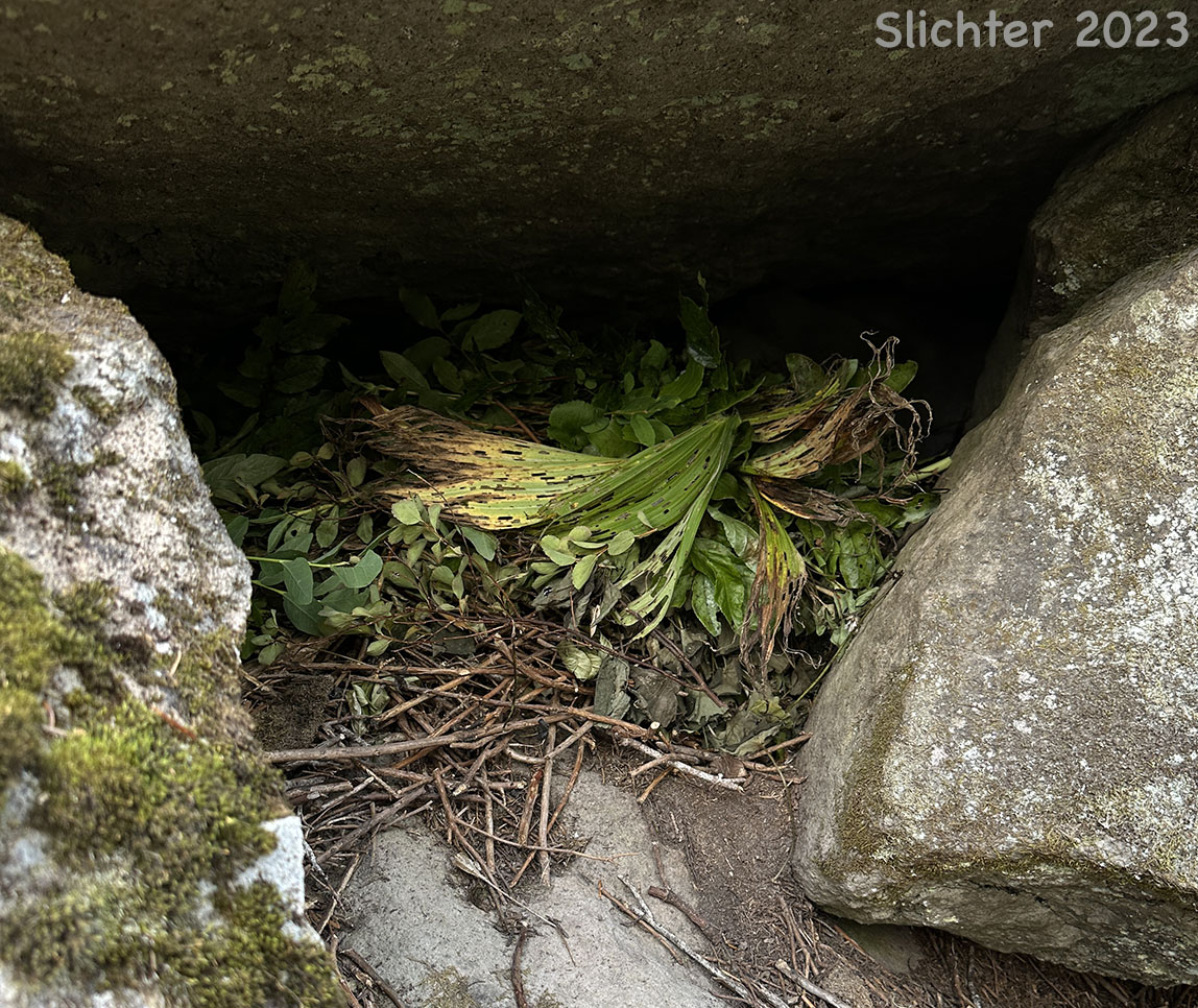 Fresh hay pile of American Pika, Coney, Pika: Ochotona princeps