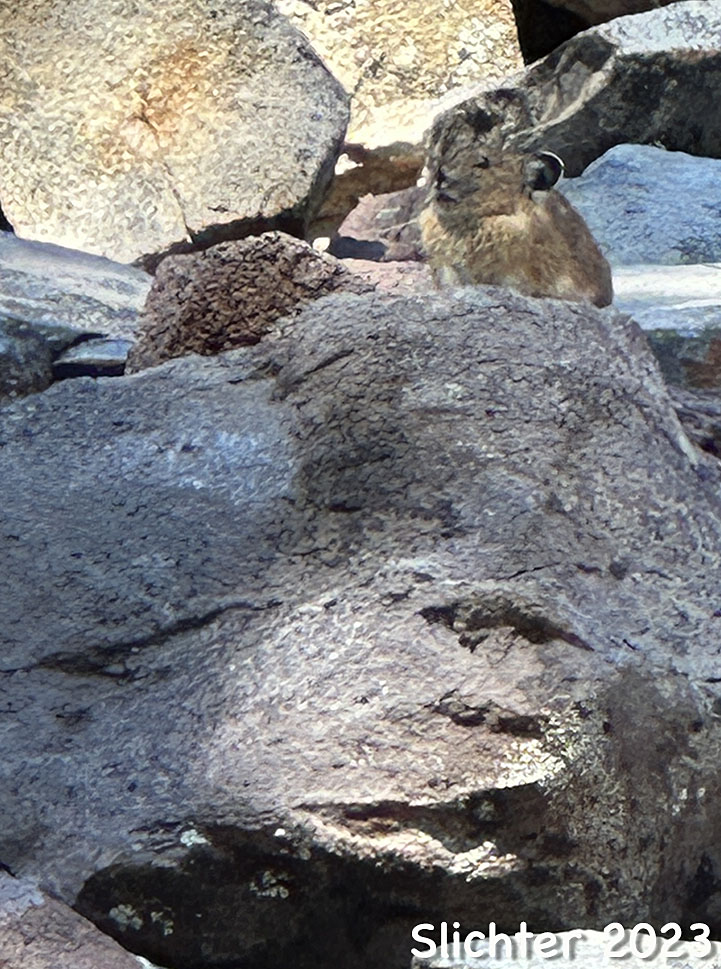 American Pika, Coney, Pika: Ochotona princeps