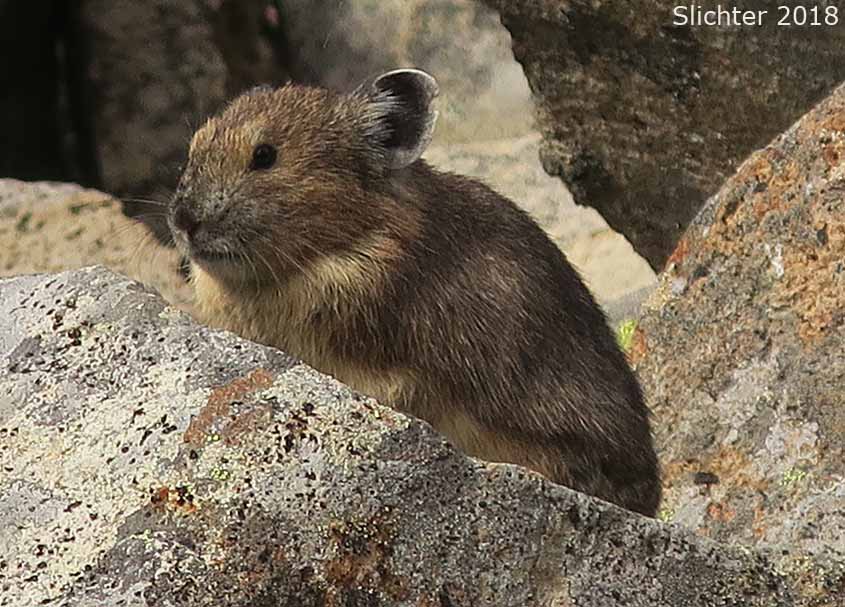 Pika: Ochotona princeps