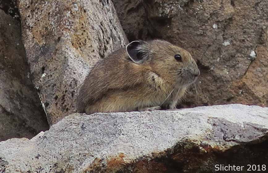 American Pika, Coney, Pika: Ochotona princeps