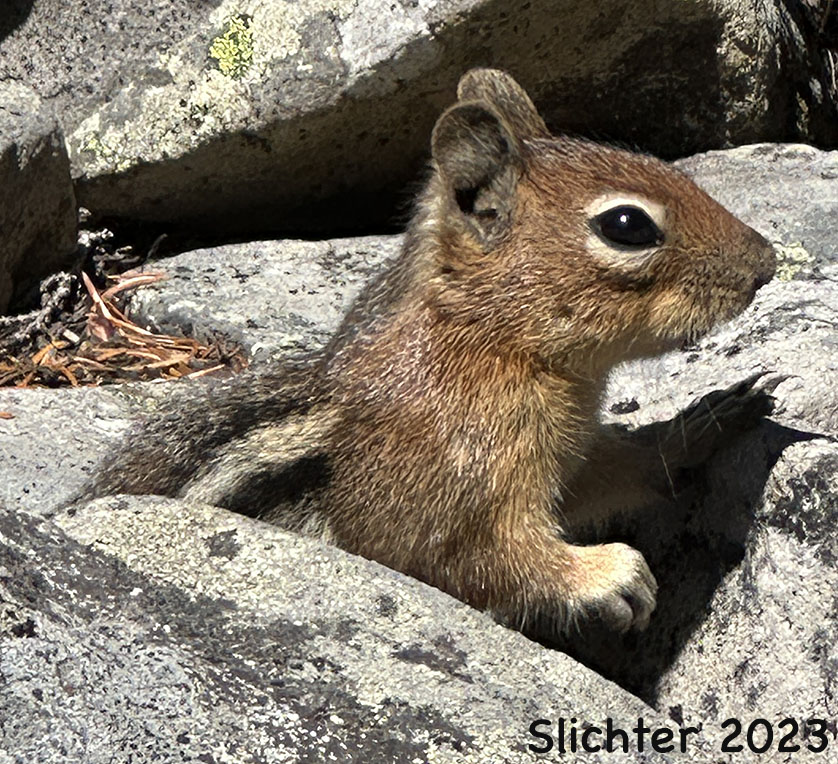Cascade Golden-mantled Ground Squirrel: Spermophilus saturatus