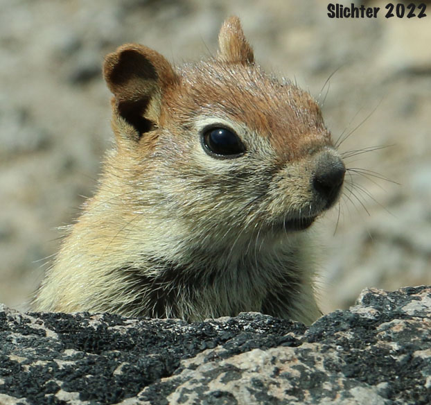 Sierra Nevada Golden-mantled Ground Squirrel: Spermophilus lateralis