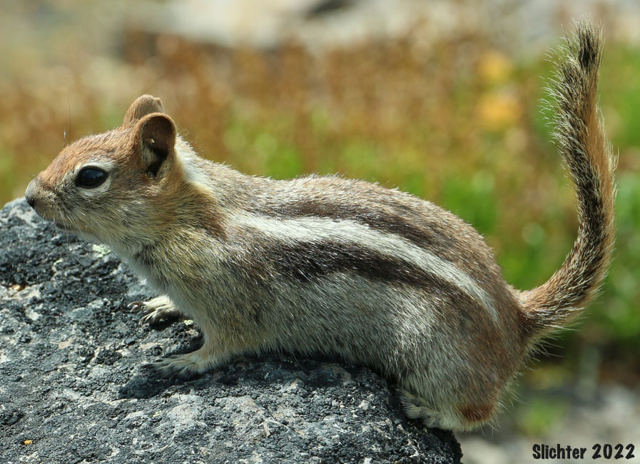 Sierra Nevada Golden-mantled Ground Squirrel: Spermophilus lateralis