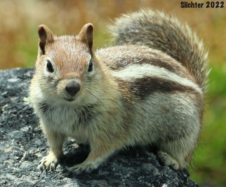 Sierra Nevada Golden-mantled Ground Squirrel: Spermophilus lateralis