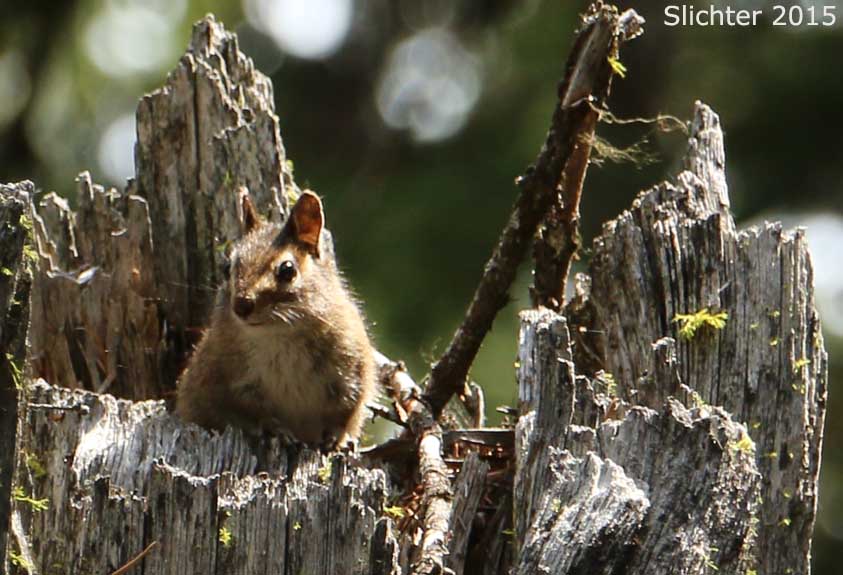 Chipmunk