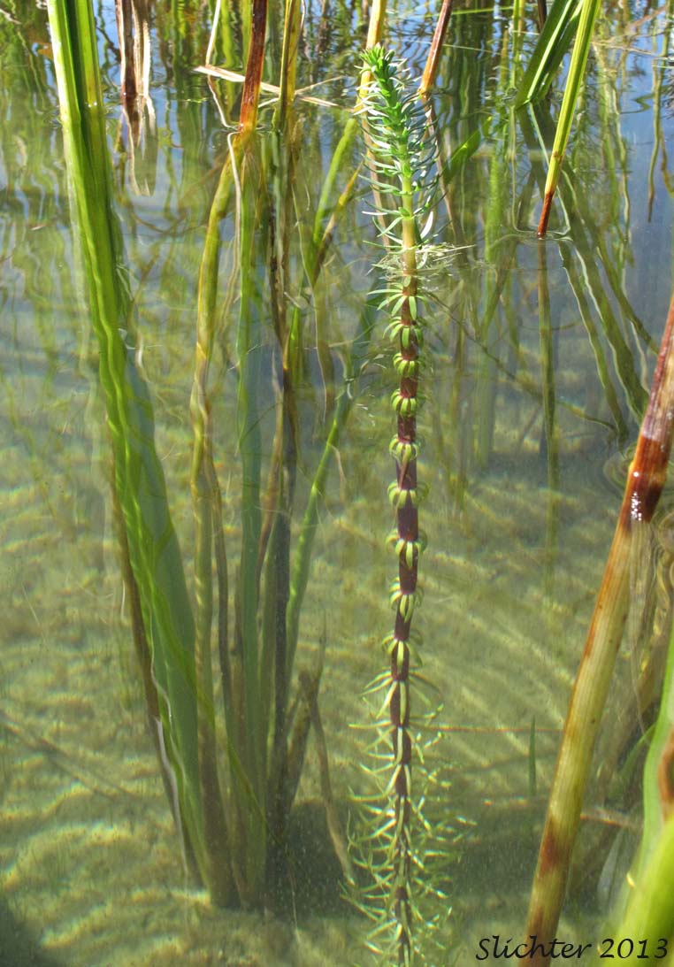 Common Mare's-tail, Mare's Tail: Hippuris vulgaris