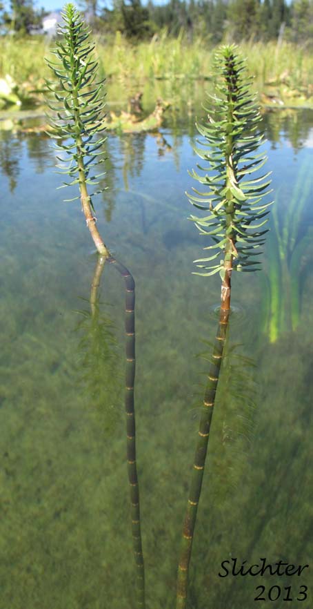 Common Mare's-tail, Mare's Tail: Hippuris vulgaris