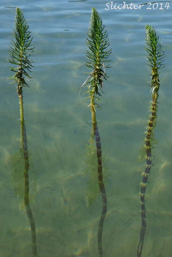 Common Mare's-tail, Mare's Tail: Hippuris vulgaris