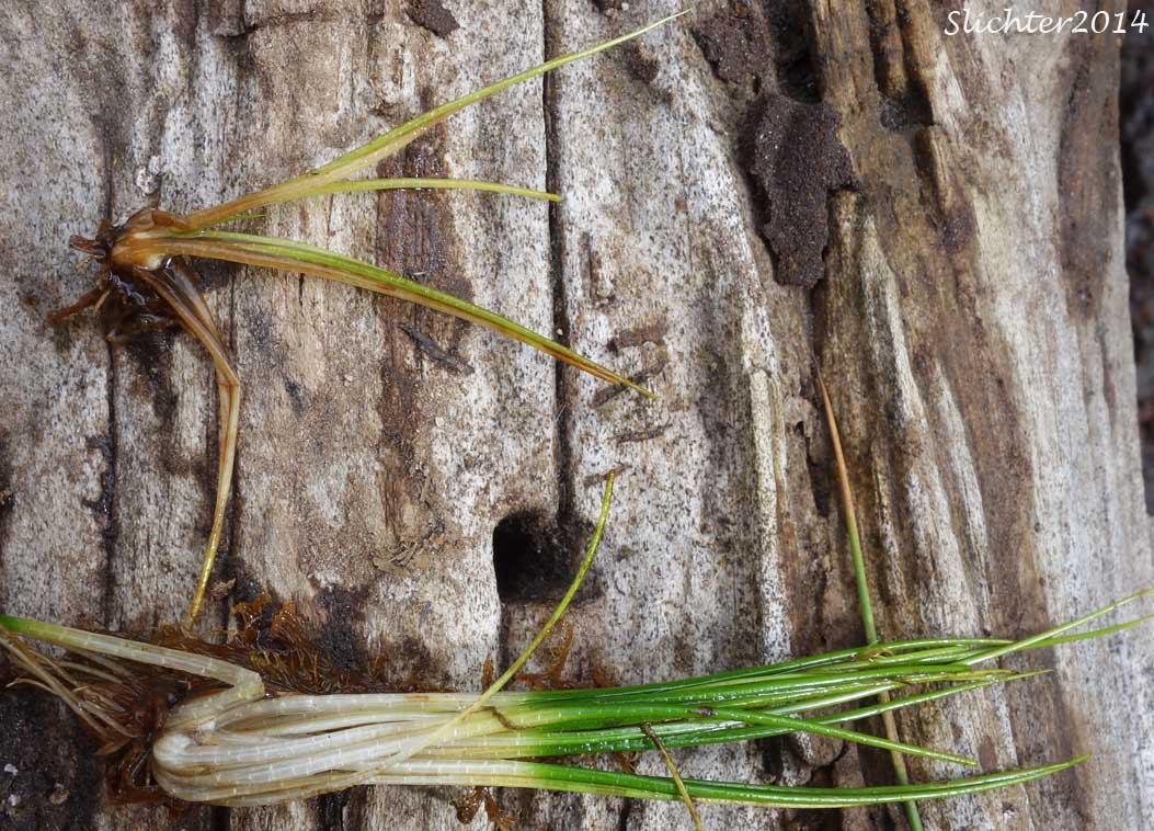 Bristle-like Quillwort, Spiny-spored Quillwort: Isoetes tenella (Synonyms: Isoetes braunii, Isoetes echinospora, Isoetes echinospora var. braunii, Isoetes echinospora var. muricata, Isoetes muricata, Isoetes setacea)