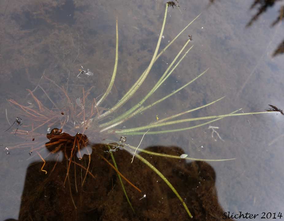 Bristle-like Quillwort, Spiny-spored Quillwort: Isoetes tenella (Synonyms: Isoetes braunii, Isoetes echinospora, Isoetes echinospora var. braunii, Isoetes echinospora var. muricata, Isoetes muricata, Isoetes setacea)