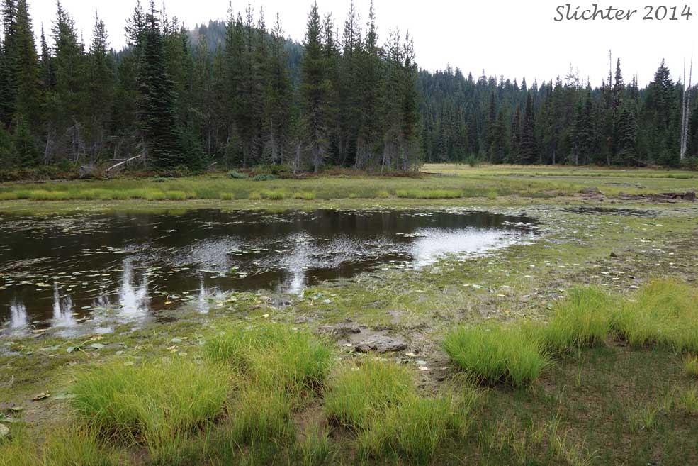 Habitat of Bristle-like Quillwort, Spiny-spored Quillwort: Isoetes tenella (Synonyms: Isoetes braunii, Isoetes echinospora, Isoetes echinospora var. braunii, Isoetes echinospora var. muricata, Isoetes muricata, Isoetes setacea)