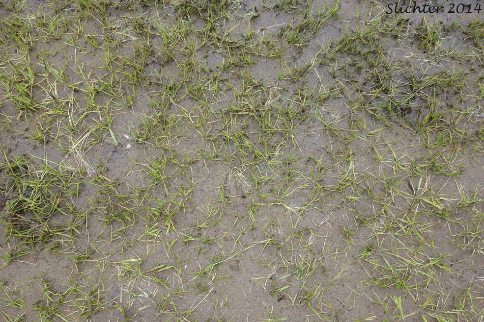 Habitat of Bristle-like Quillwort, Spiny-spored Quillwort: Isoetes tenella (Synonyms: Isoetes braunii, Isoetes echinospora, Isoetes echinospora var. braunii, Isoetes echinospora var. muricata, Isoetes muricata, Isoetes setacea)