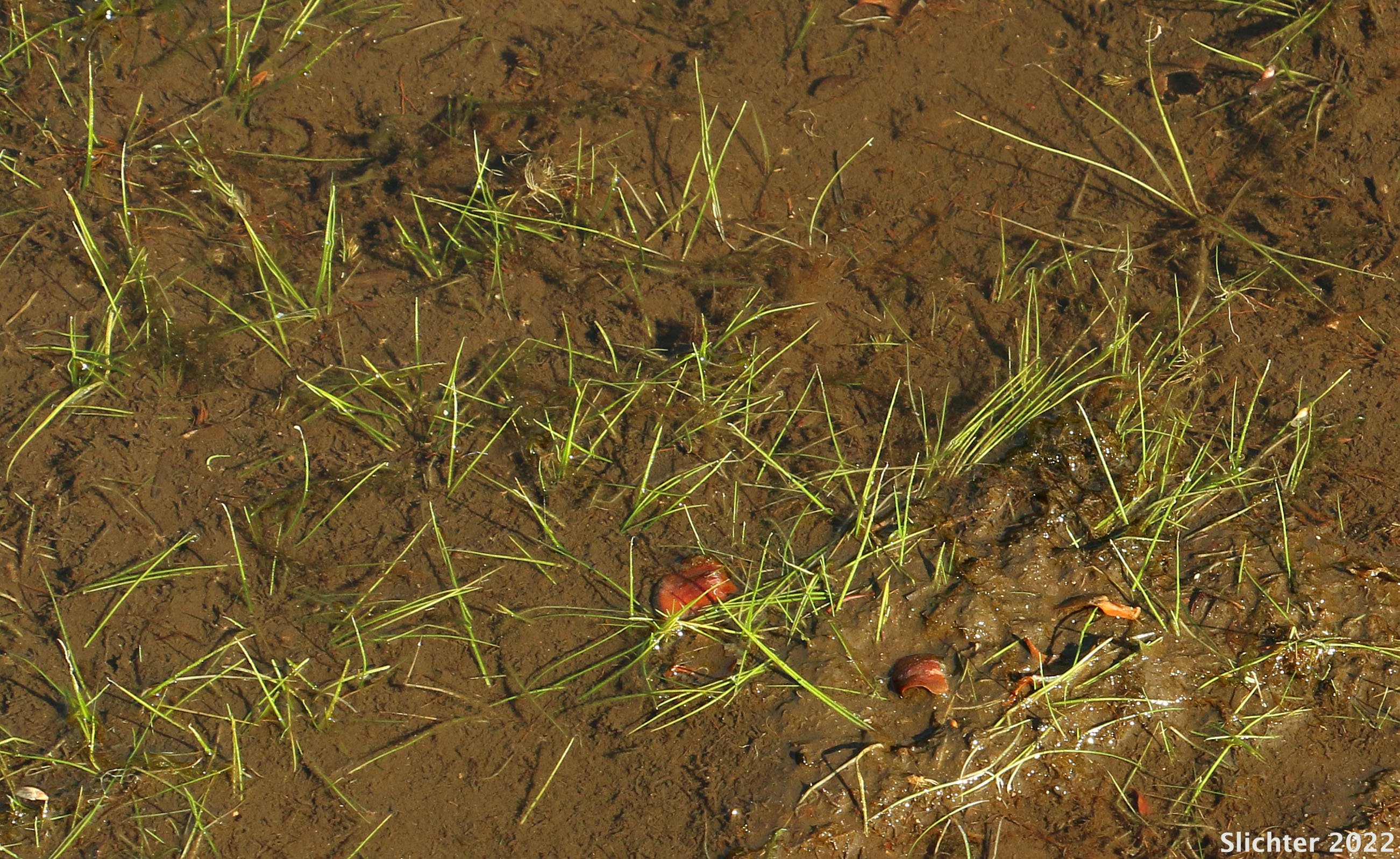 Habitat of Bristle-like Quillwort, Spiny-spored Quillwort: Isoetes tenella (Synonyms: Isoetes braunii, Isoetes echinospora, Isoetes echinospora var. braunii, Isoetes echinospora var. muricata, Isoetes muricata, Isoetes setacea)
