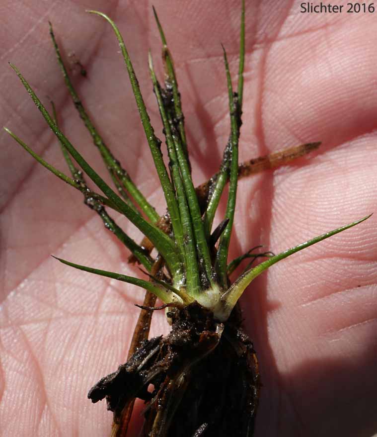 Western Quillwort: Isoetes occidentalis (Synonyms: Isoetes flettii, Isoetes lacustris, Isoetes lacustris var. paupercula, Isoetes paupercula, Isoetes piperi)