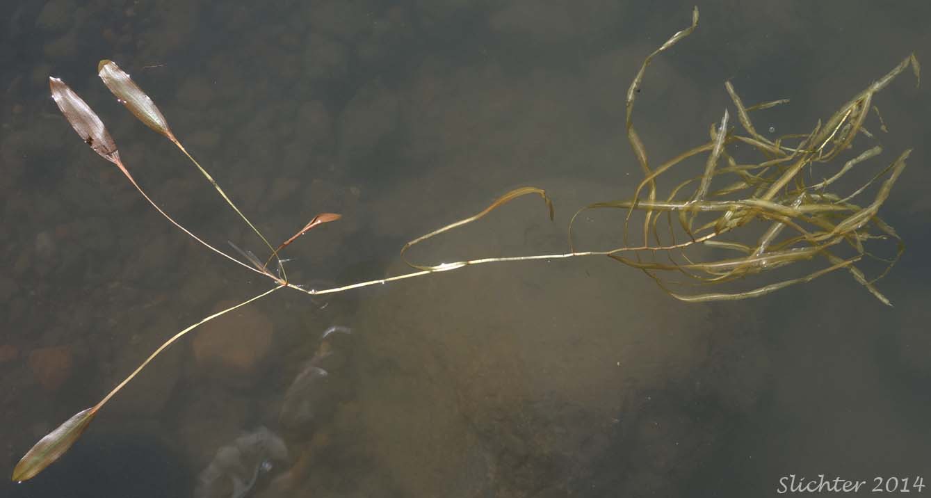 Ribbonleaf Pondweed, Ribbon-leaf Pondweed, Ribbon-leaved pondweed: Potamogeton epihydrus (Synonyms: Potamogeton epihydrus ssp. nuttallii, Potamogeton epihydrus var. ramosus)