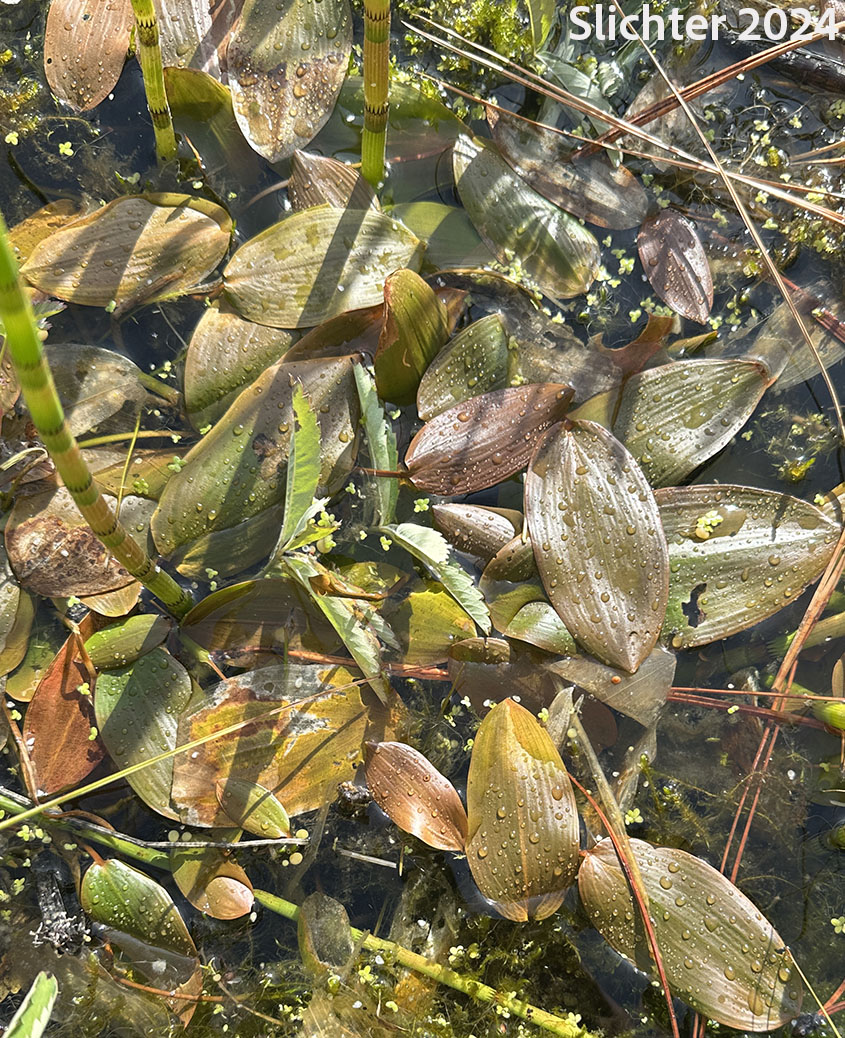 Leaves of Floating Pondweed, Floatingleaf Pondweed, Floating-leaved Pondweed: Potamogeton natans