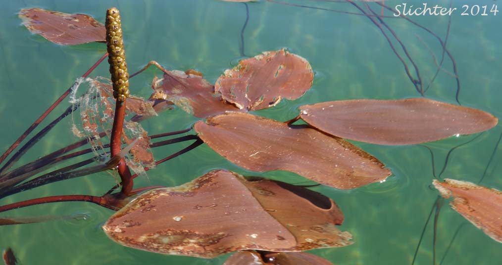 >Floating Pondweed, Floatingleaf Pondweed, Floating-leaved Pondweed: Potamogeton natans
