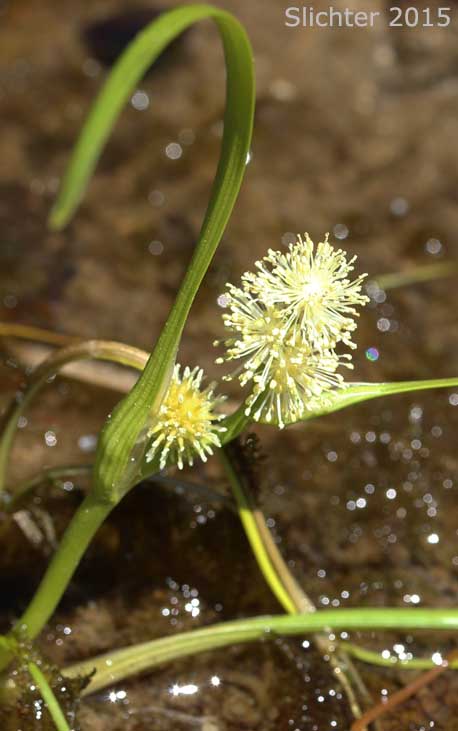 Floating Bur-reed, Narrow-leaf Bur-reed, Narrow-leaved Bur-reed: Sparganium angustifolium (Synonyms: Sparganium angustifolium var. multipedunculatum, Sparganium emersum var. angustifolium, Sparganium emersum var. multipedunculatum, Sparganium multipedunculatum, Sparganium simplex var. multipedunculatum)