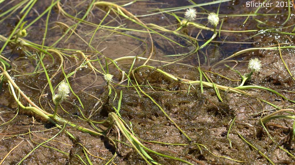 Floating Bur-reed, Narrow-leaf Bur-reed, Narrow-leaved Bur-reed: Sparganium angustifolium (Synonyms: Sparganium angustifolium var. multipedunculatum, Sparganium emersum var. angustifolium, Sparganium emersum var. multipedunculatum, Sparganium multipedunculatum, Sparganium simplex var. multipedunculatum)