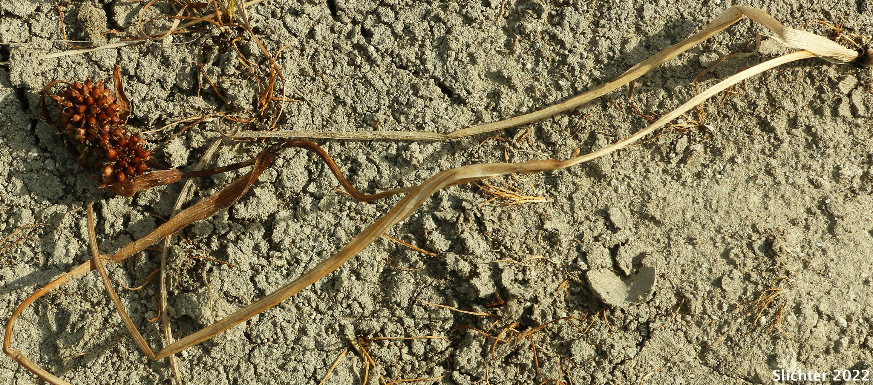Senescing Floating Bur-reed, Narrow-leaf Bur-reed, Narrow-leaved Bur-reed: Sparganium angustifolium (Synonyms: Sparganium angustifolium var. multipedunculatum, Sparganium emersum var. angustifolium, Sparganium emersum var. multipedunculatum, Sparganium multipedunculatum, Sparganium simplex var. multipedunculatum)