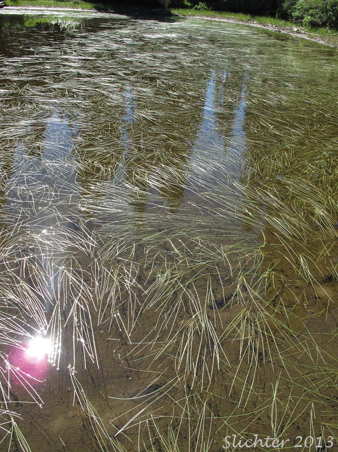 Floating Bur-reed, Narrow-leaf Bur-reed, Narrow-leaved Bur-reed: Sparganium angustifolium (Synonyms: Sparganium angustifolium var. multipedunculatum, Sparganium emersum var. angustifolium, Sparganium emersum var. multipedunculatum, Sparganium multipedunculatum, Sparganium simplex var. multipedunculatum)