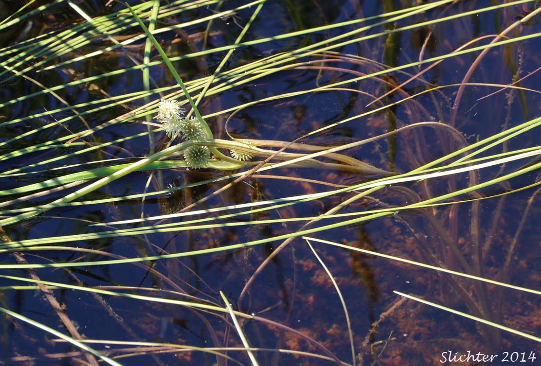Floating Bur-reed, Narrow-leaf Bur-reed, Narrow-leaved Bur-reed: Sparganium angustifolium (Synonyms: Sparganium angustifolium var. multipedunculatum, Sparganium emersum var. angustifolium, Sparganium emersum var. multipedunculatum, Sparganium multipedunculatum, Sparganium simplex var. multipedunculatum)