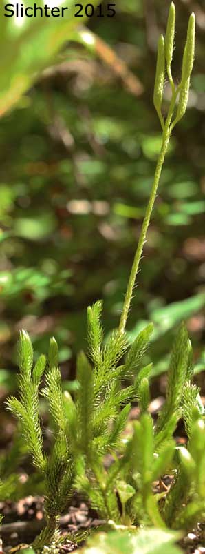 Common Clubmoss, Elk-moss, Ground Pine, Running Clubmoss, Running PineStag's Horn Moss: Lycopodium clavatum (Synonyms: Lycopodium clavatum var. clavatum, Lycopodium clavatum var. integerrimum, Lycopodium clavatum var. integrifolium, Lycopodium clavatum var. subremotum)