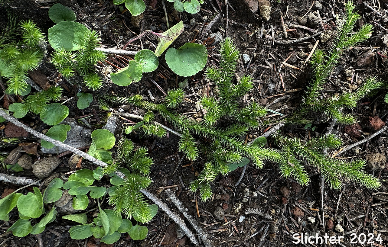 Common Clubmoss, Elk-moss, Ground Pine, Running Clubmoss, Running PineStag's Horn Moss: Lycopodium clavatum (Synonyms: Lycopodium clavatum var. clavatum, Lycopodium clavatum var. integerrimum, Lycopodium clavatum var. integrifolium, Lycopodium clavatum var. subremotum)
