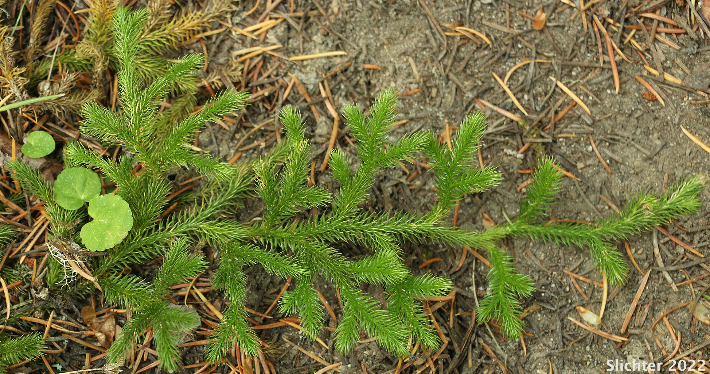Common Clubmoss, Elk-moss, Ground Pine, Running Clubmoss, Running PineStag's Horn Moss: Lycopodium clavatum (Synonyms: Lycopodium clavatum var. clavatum, Lycopodium clavatum var. integerrimum, Lycopodium clavatum var. integrifolium, Lycopodium clavatum var. subremotum)